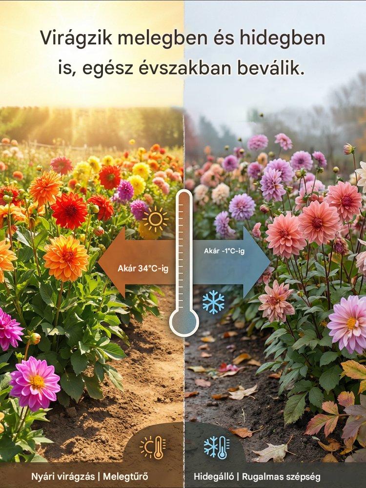 【Közvetlen értékesítés】Négy évszak dália hagymák
