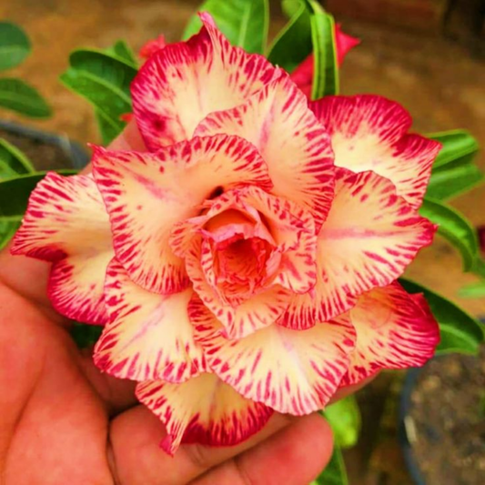 🎁Sivatagi rózsák hagymái🌵Nagyon könnyű gondozni! 🌸Adenium Obesum hagymák