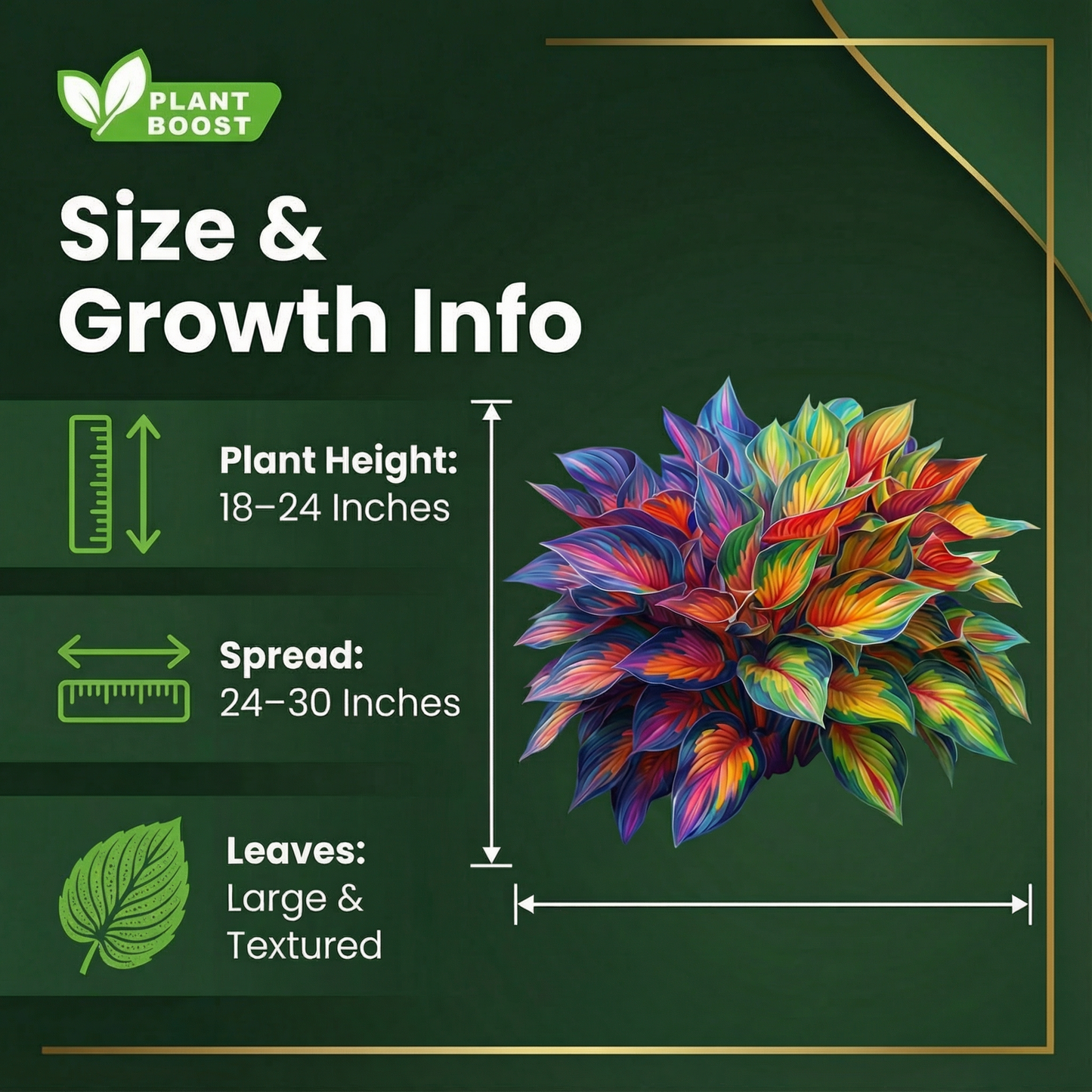 Nasiona hosty Royal Leaf