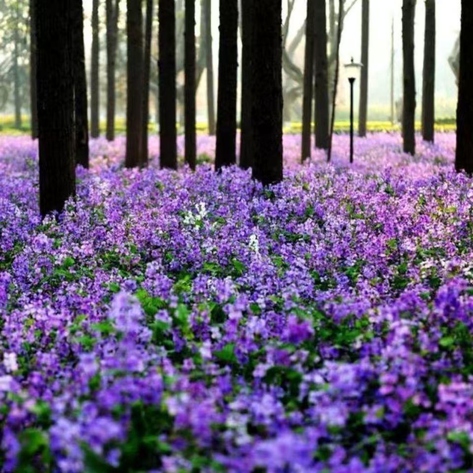 💜Februári orchidea magok | Infinity Purple Sea