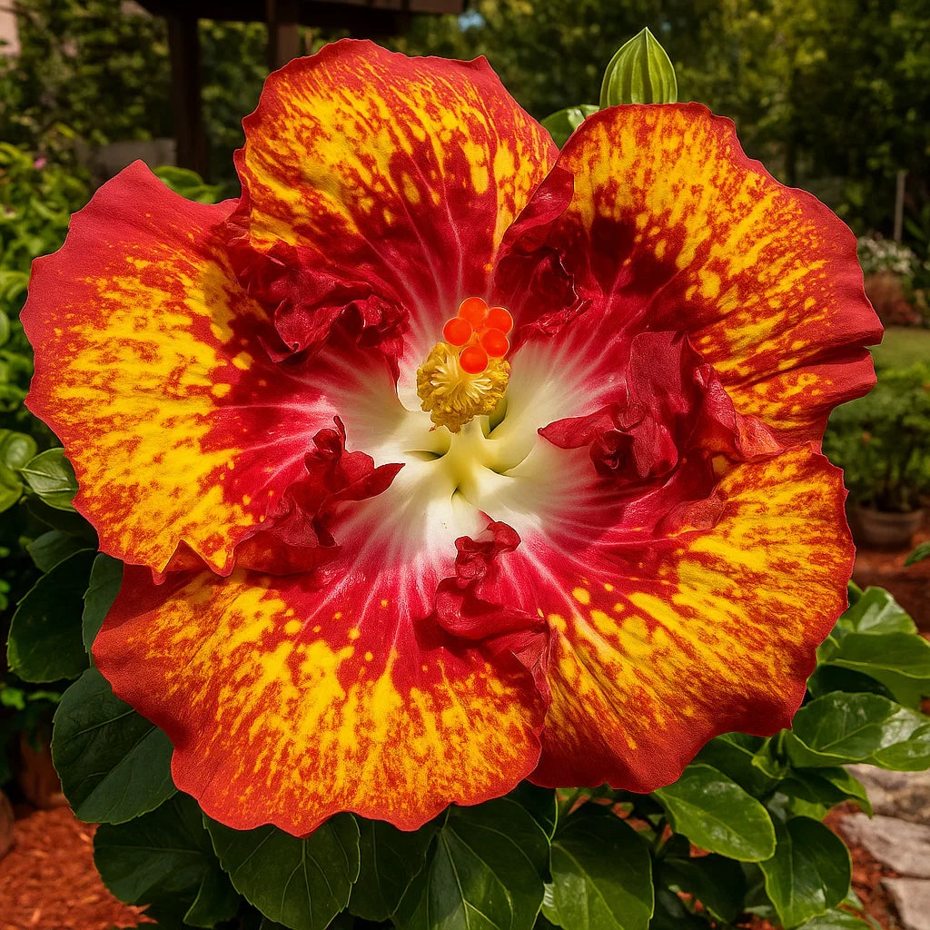 🔥 NAGY AKCIÓ - 50% KEDVEZMÉNY 🔥🌸 Dupla hibiszkusz magok - Könnyen termeszthető 🌸