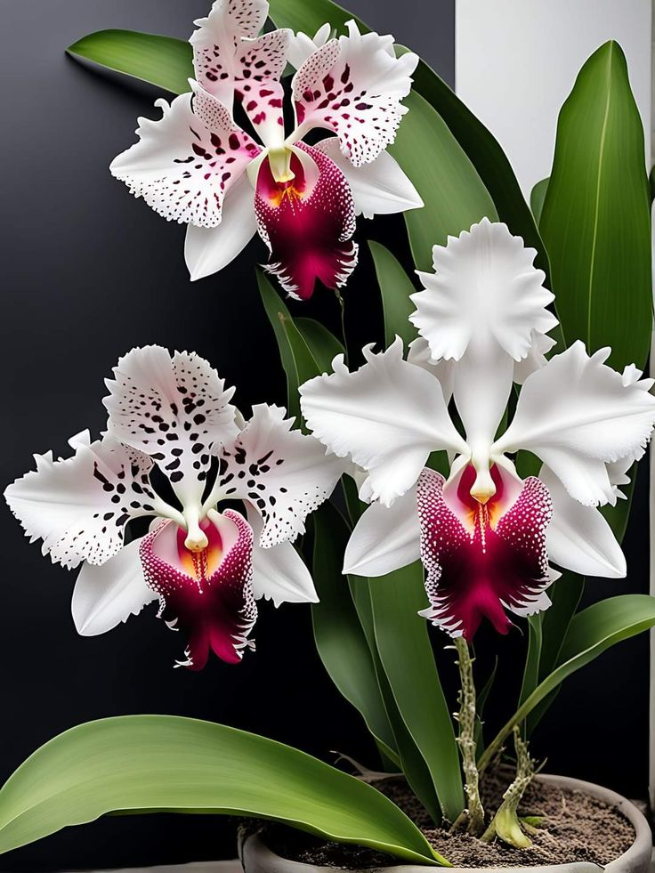 Nasiona motyla irysa