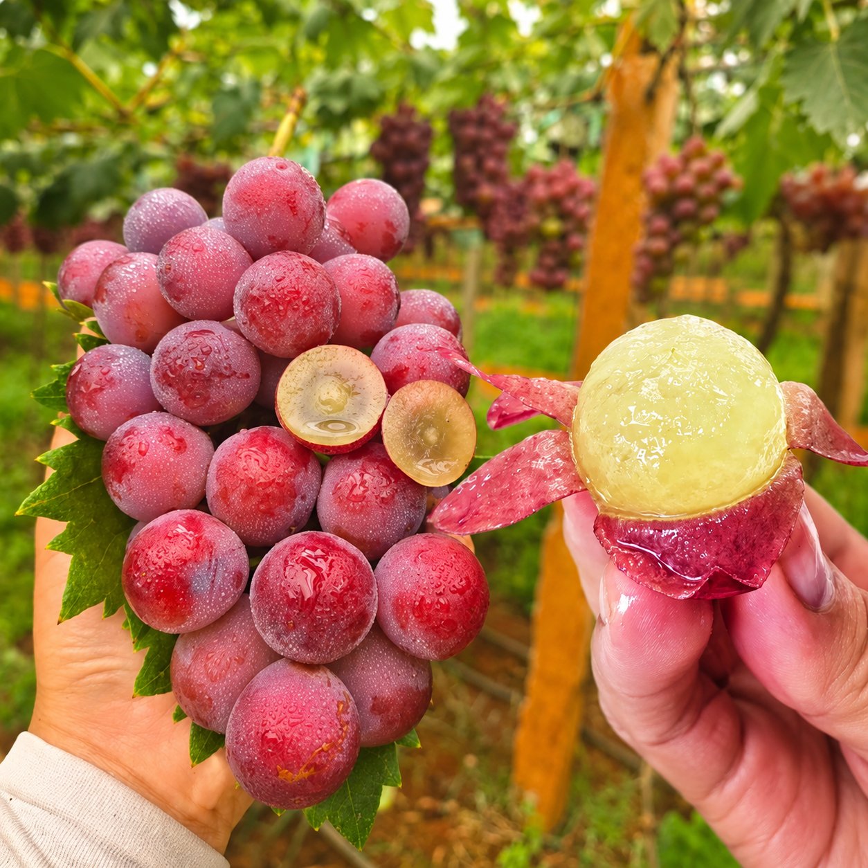 Limitált kiadású új fajta – Queen Nina szőlőmagok édes, lédús kerti termésért 🍇