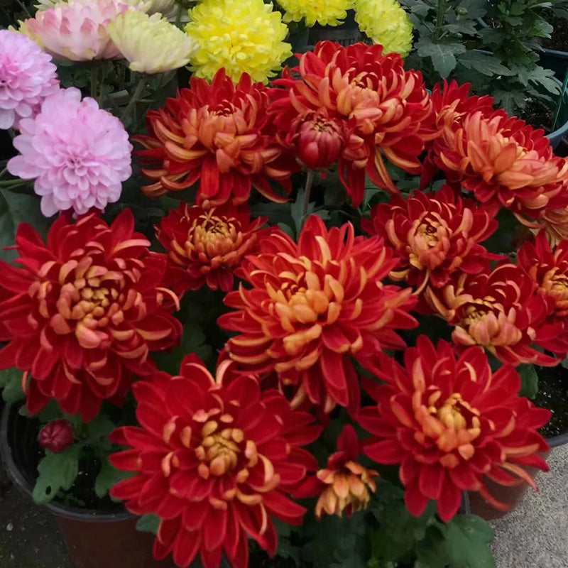 🌺Kwiat Elegancji🌼Gigantyczne Nasiona Chryzantemy