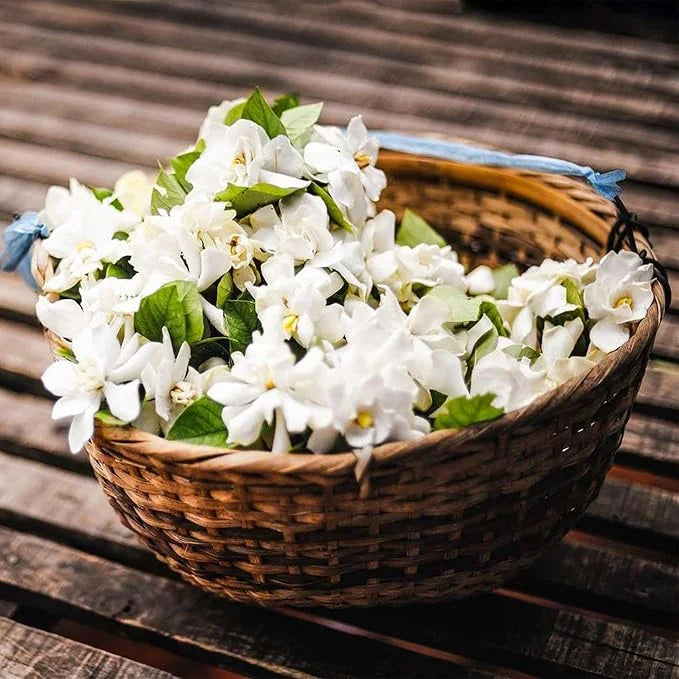 UTOLSÓ NAPOS AKCIÓ 35% KEDVEZMÉNY 🌸 Jázmin cserepes növény (🌱Túlélési garancia: Ingyenes pótlás🌿)