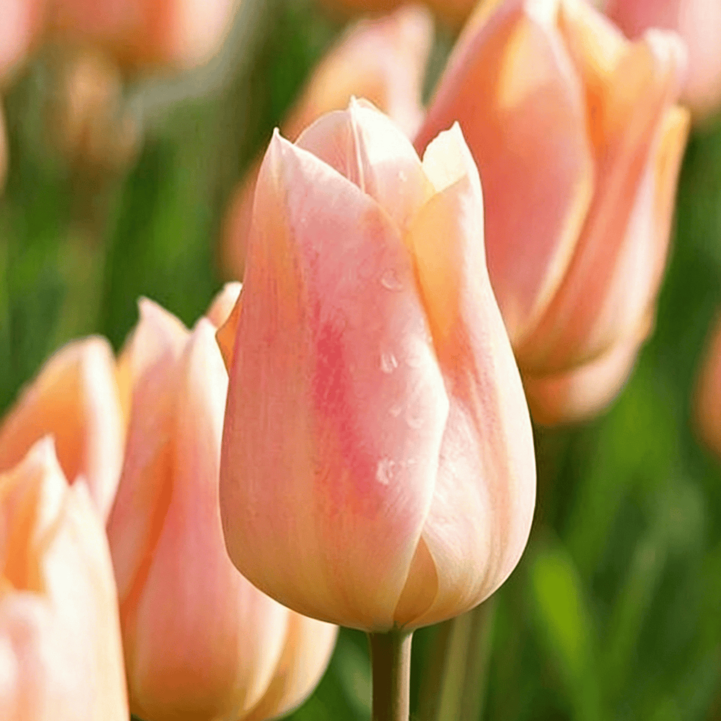 🌷Ritka tulipánmagok – Színes tavaszi virágok cserepekbe, szegélyekbe és kertekbe
