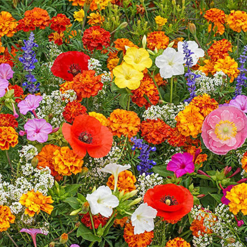 🔥Ostatni dzień wyprzedaży💐Mieszane nasiona kwiatów bylinowych - ponad 60 rodzajów mieszanych