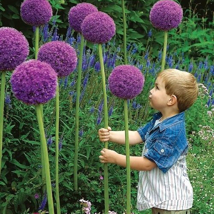Allium Giganteum díszhagymavirág