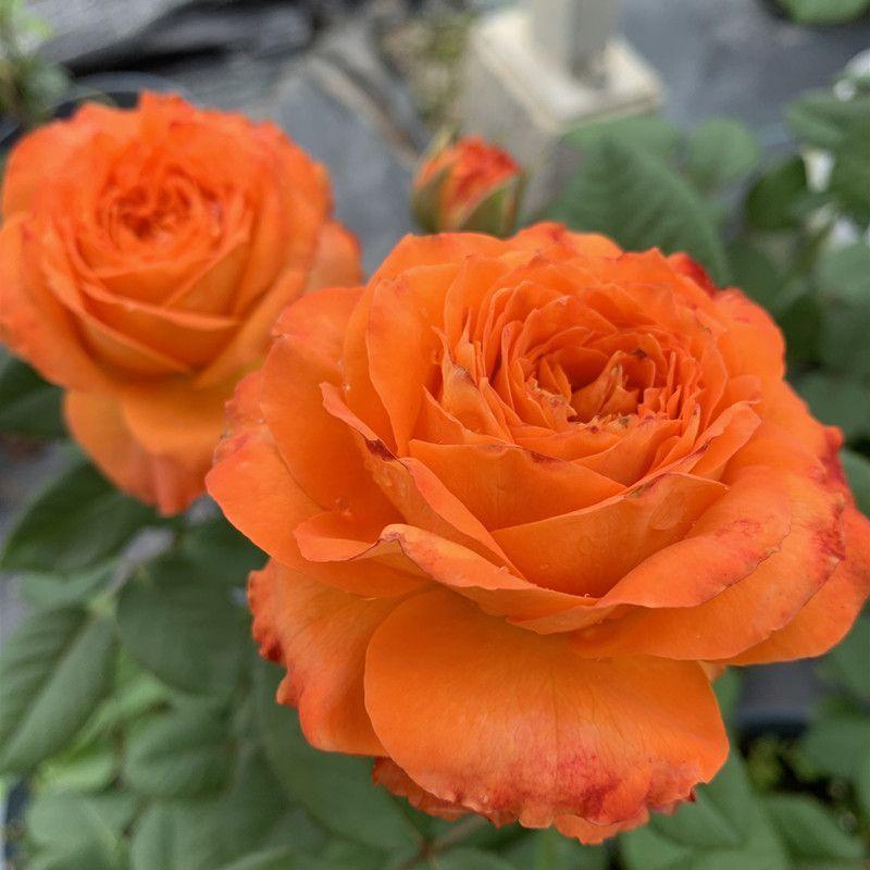 Futórózsa magok🌹