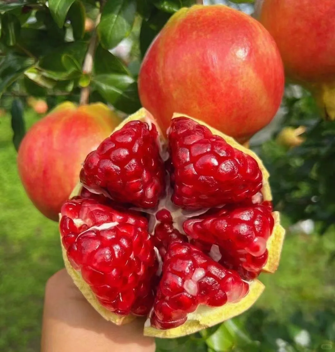 🍎 Gránátalmamagok – puha húsú, édes és lédús ízű