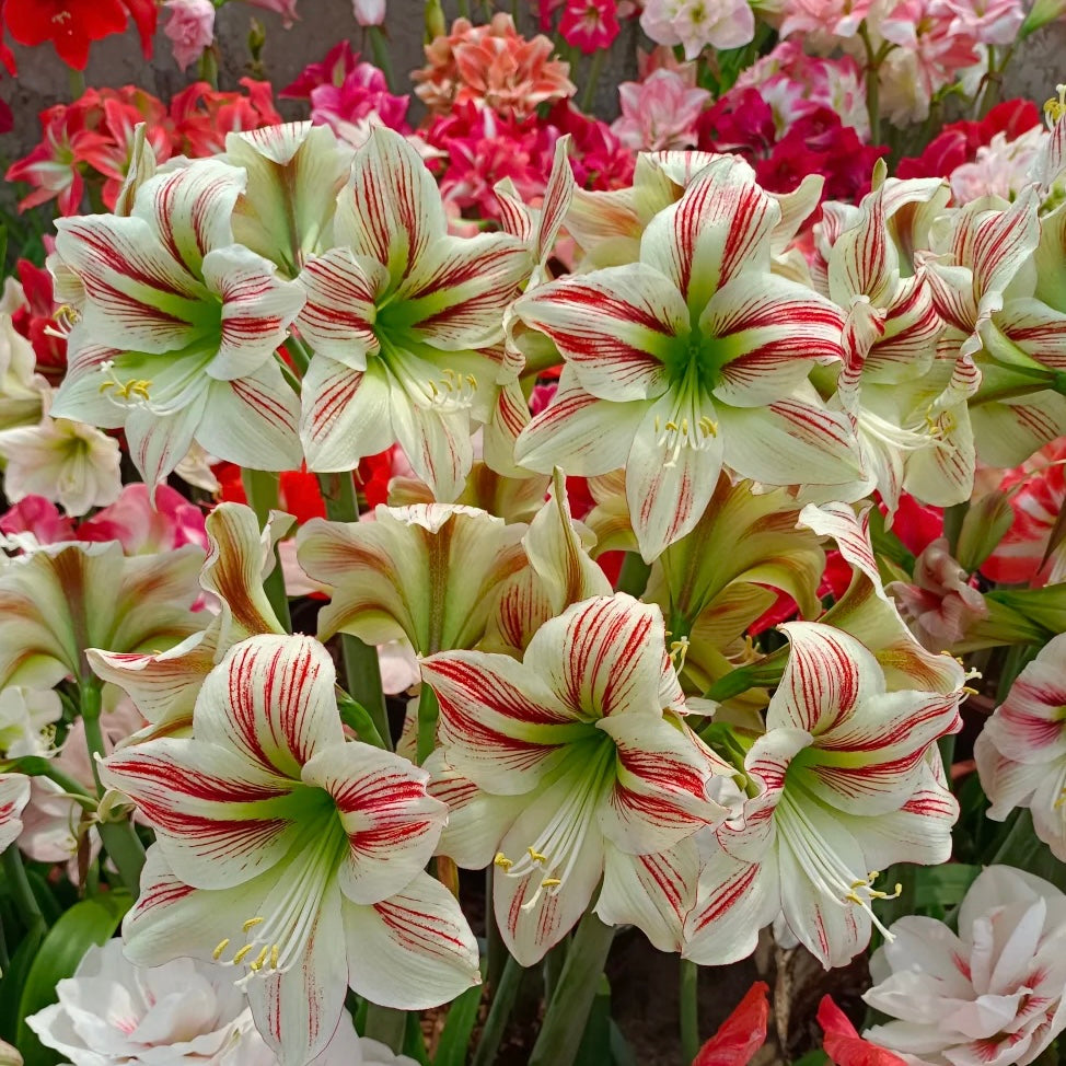 Cebulki amarylisów o podwójnych kwiatach🌼