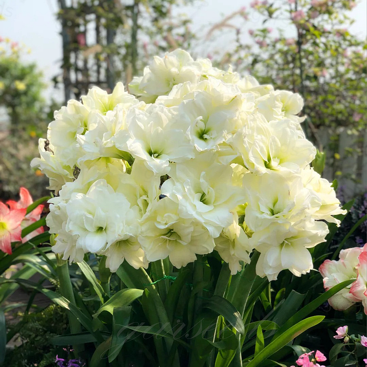 Cebulki amarylisów o podwójnych kwiatach🌼