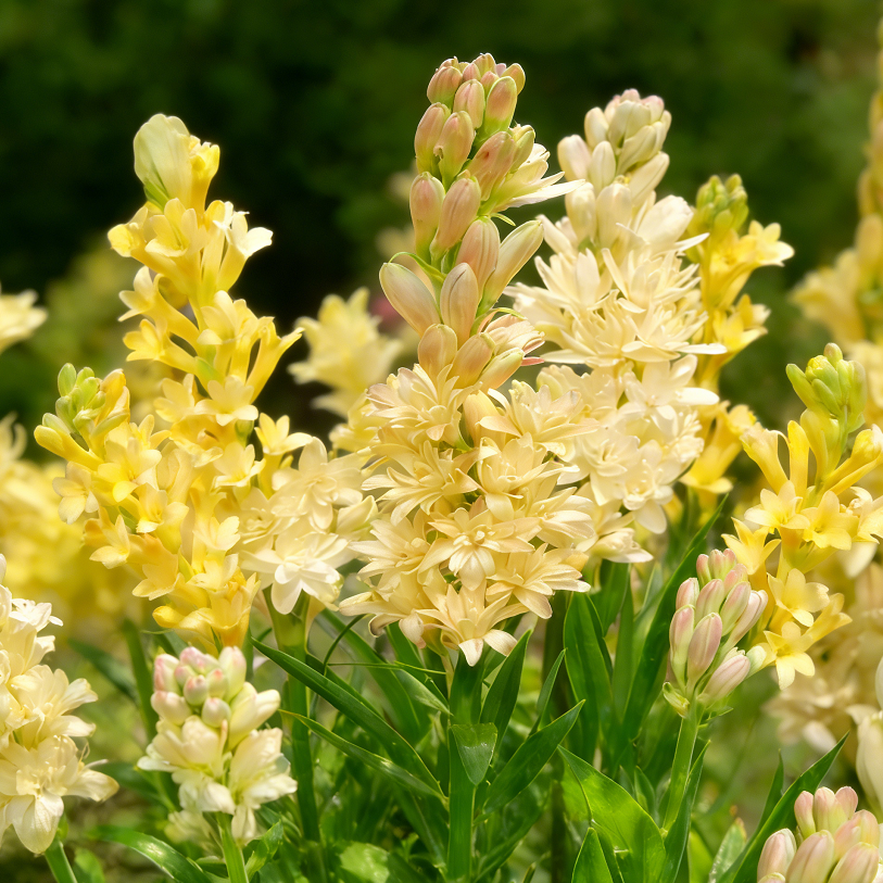 🌺Podwójne perfumowane cebulki tuberozy – Moon Garden Flower