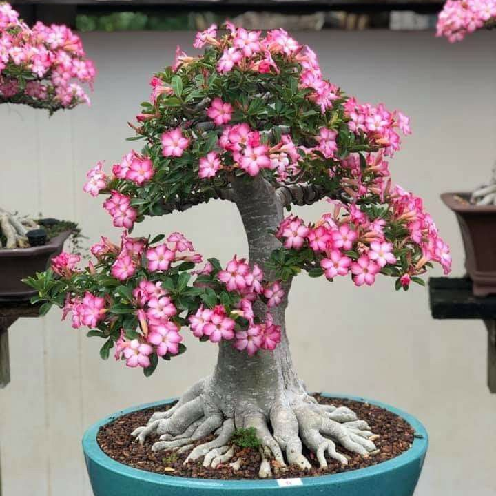 🎁Sivatagi rózsák hagymái🌵Nagyon könnyű gondozni! 🌸Adenium Obesum hagymák