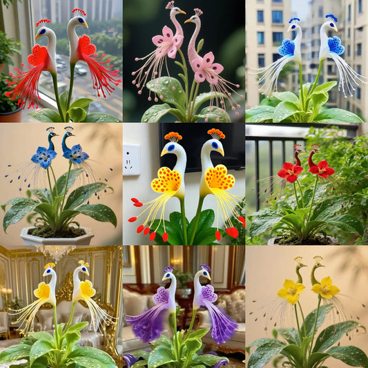 🦚 Páva orchidea