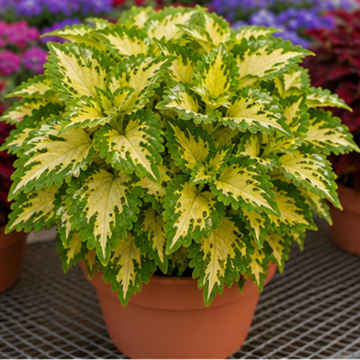 🌿Coleus hagymák🌷 – Töltsd meg kertedet színnel🌈