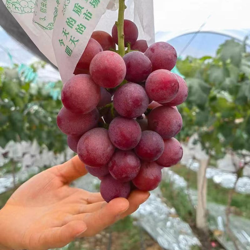 Limitált kiadású új fajta – Queen Nina szőlőmagok édes, lédús kerti termésért 🍇