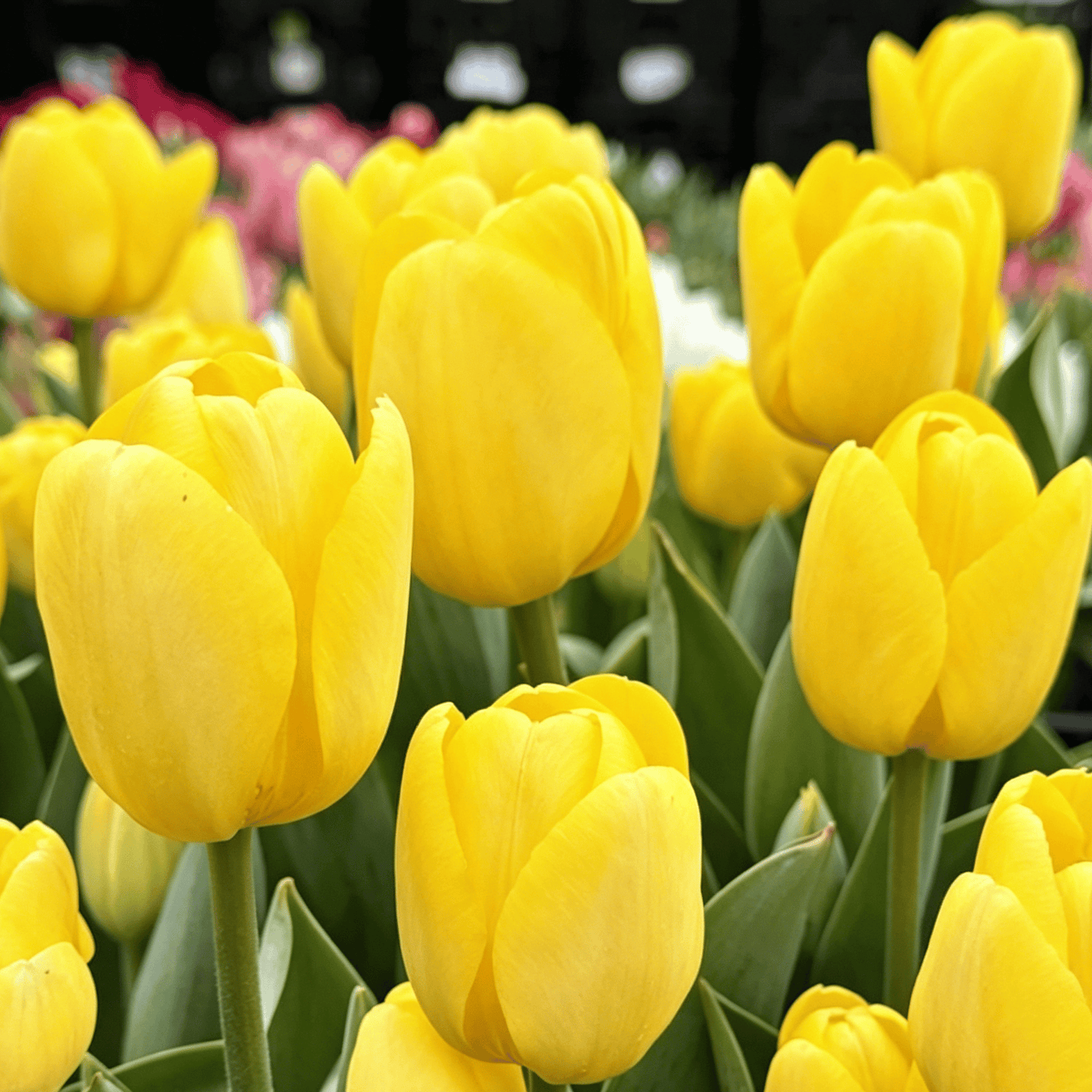 🌷Ritka tulipánmagok – Színes tavaszi virágok cserepekbe, szegélyekbe és kertekbe