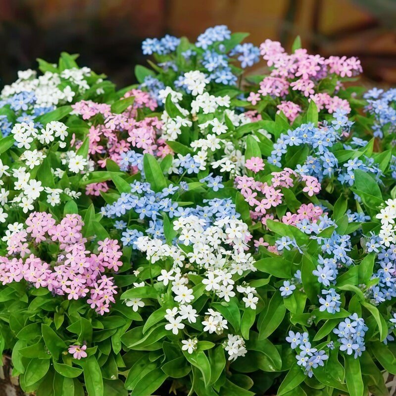 Blue Memory Nefelejcs magok – Minőségileg ellenőrzött Cottage Garden Blooms 🌿💙