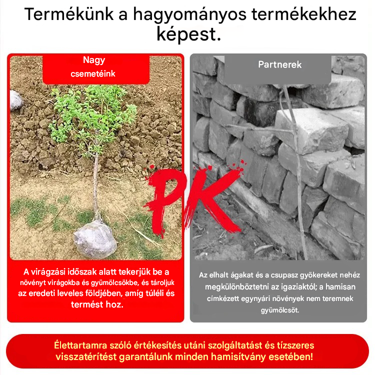 Amerikai importált pekándió palánták