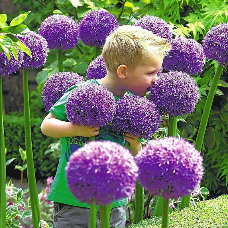 Allium Giganteum díszhagymavirág