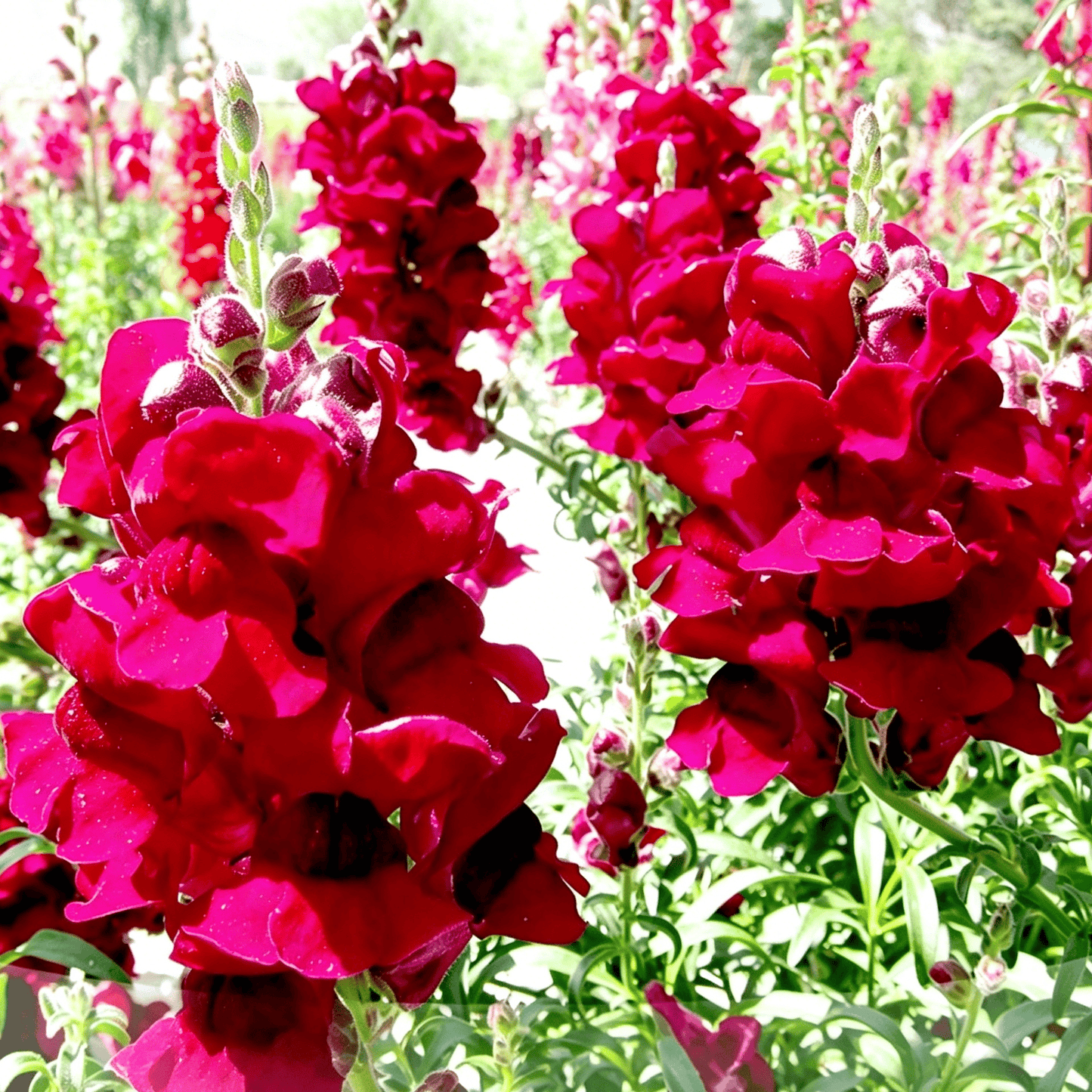 Royal Garden Snapdragon Seeds – Kertészek választása magas, színes vágott virágaihoz 🌸