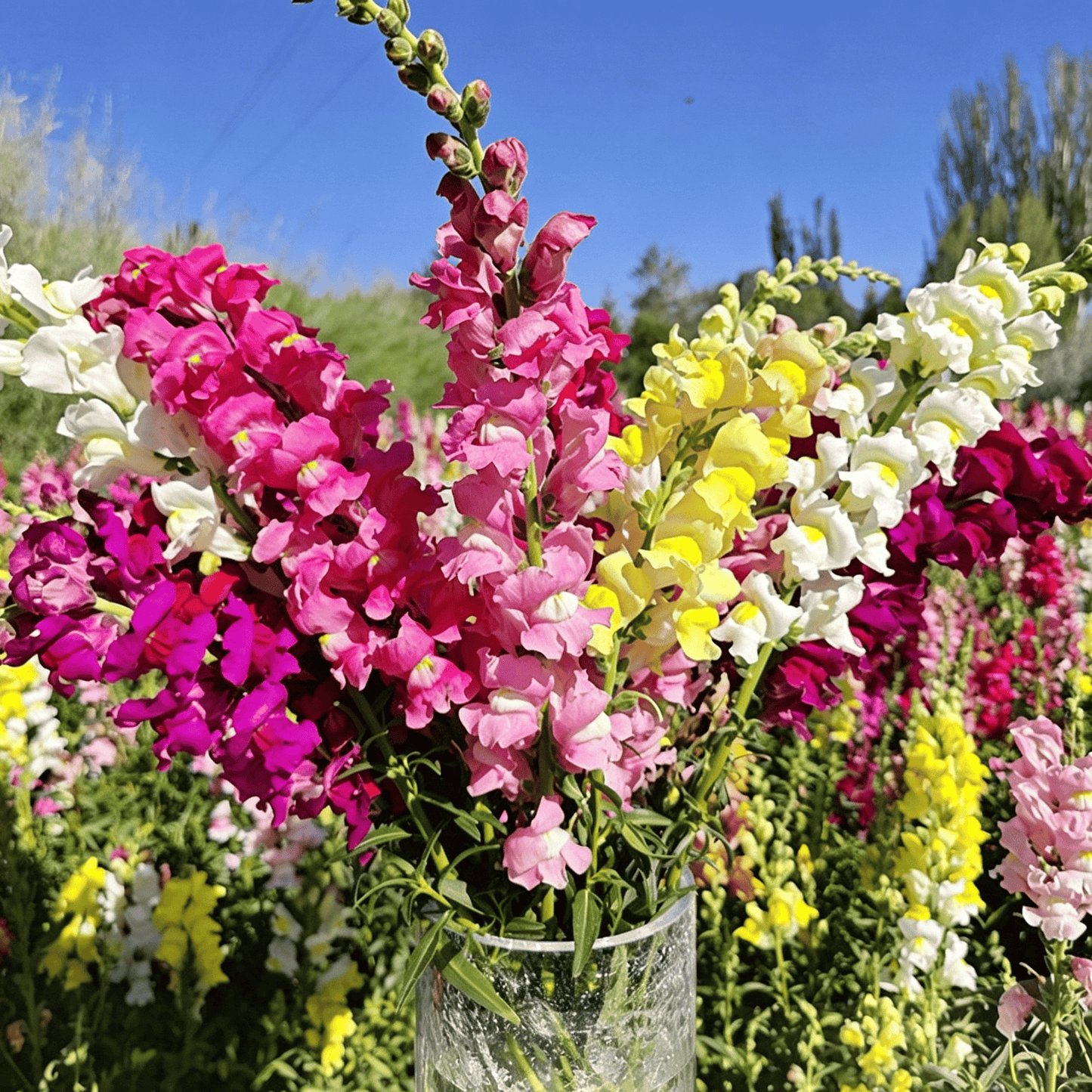 Royal Garden Snapdragon Seeds – Kertészek választása magas, színes vágott virágaihoz 🌸