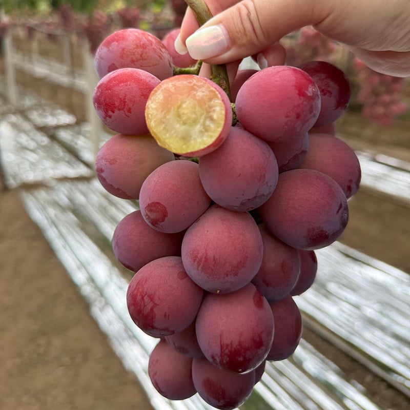Limitált kiadású új fajta – Queen Nina szőlőmagok édes, lédús kerti termésért 🍇