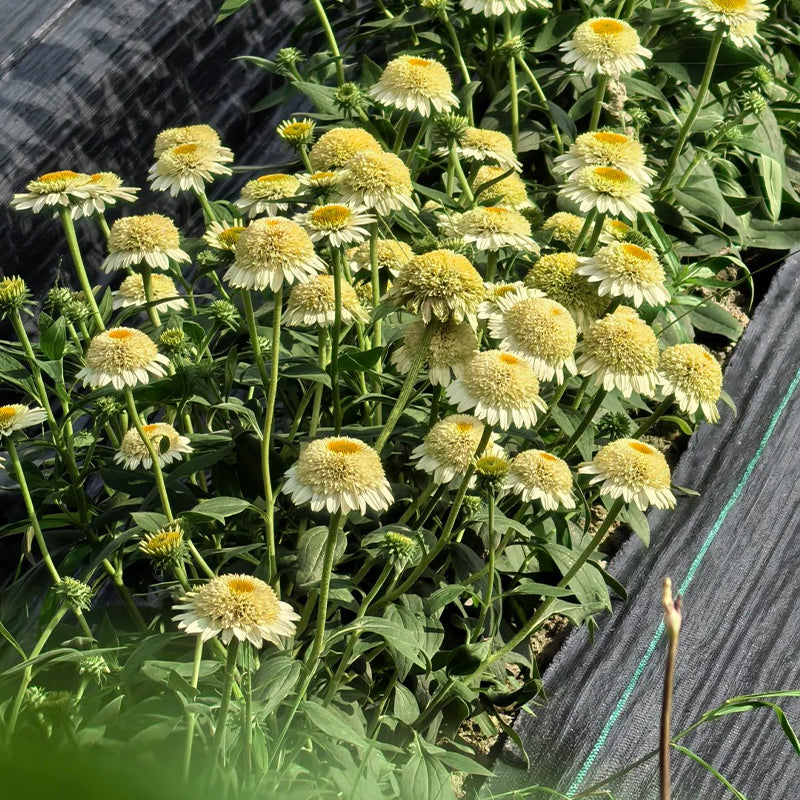 Nasiona jeżówki (Echinacea)