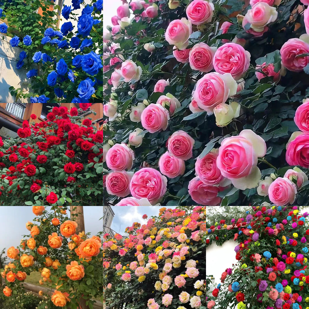 Futórózsa magok🌹