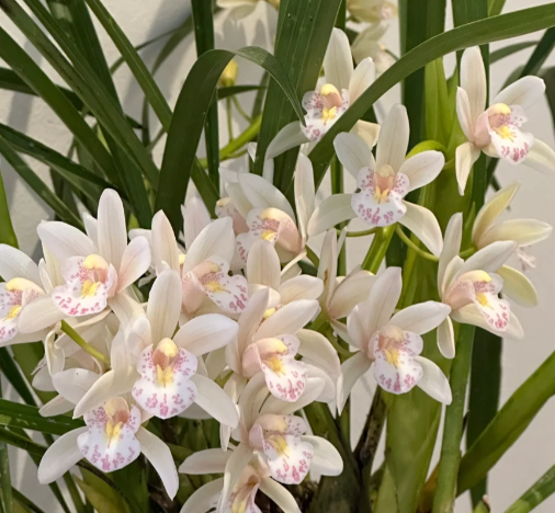 👑 Az orchideák királynője — Tartós Cymbidium hagymák