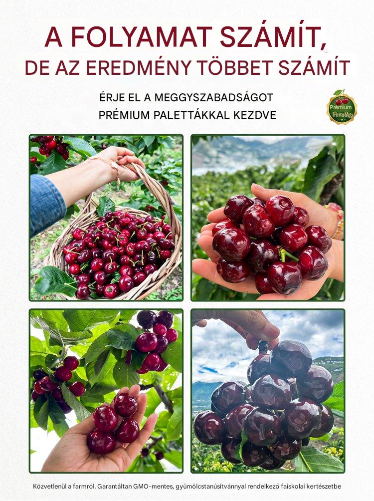 【Frissen szüretelt】törpecseresznye csemeték