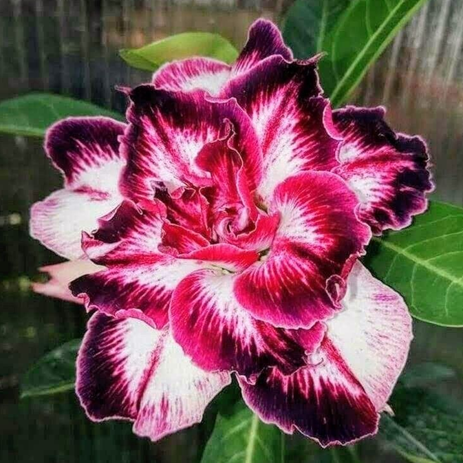 🎁Sivatagi rózsák hagymái🌵Nagyon könnyű gondozni! 🌸Adenium Obesum hagymák