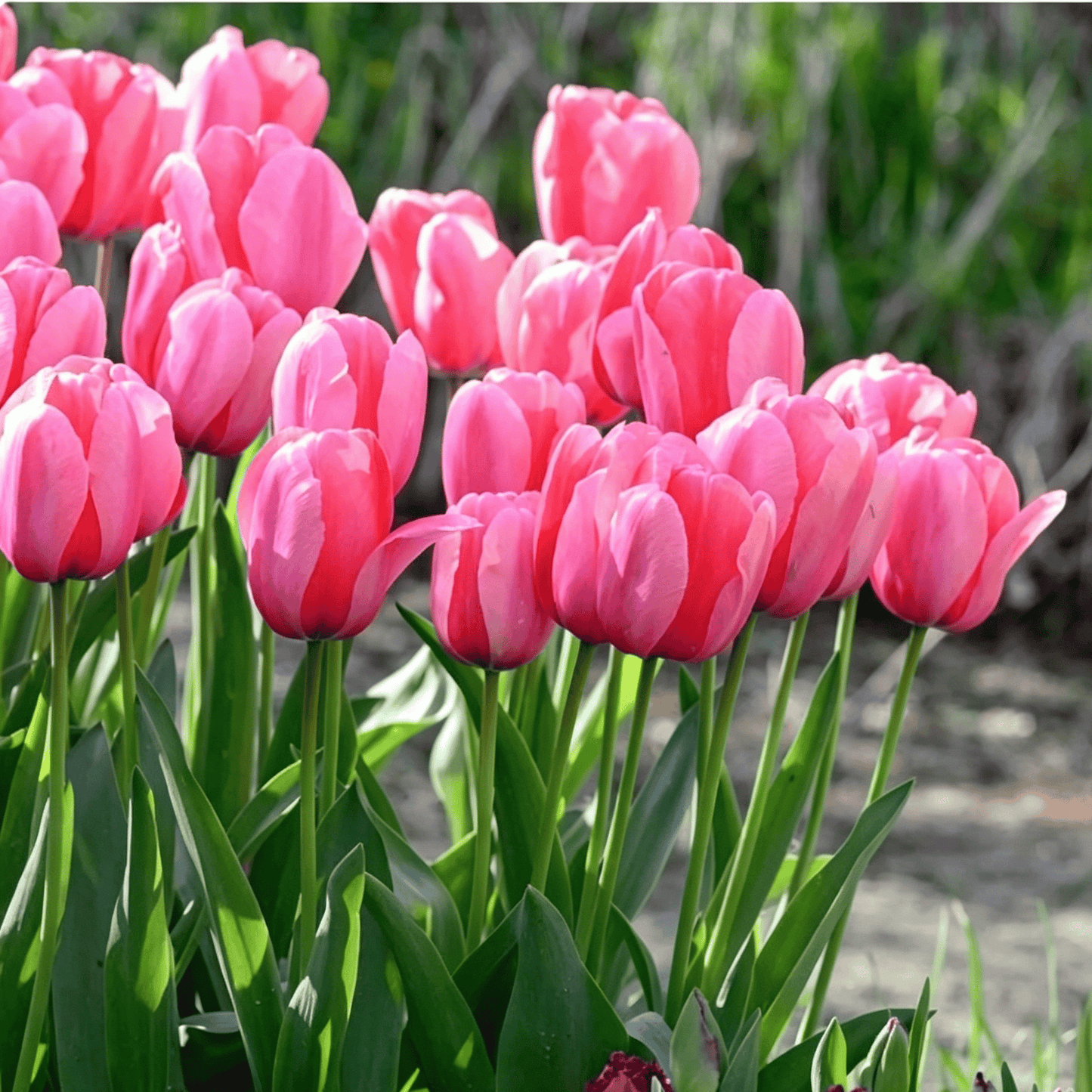 🌷Ritka tulipánmagok – Színes tavaszi virágok cserepekbe, szegélyekbe és kertekbe