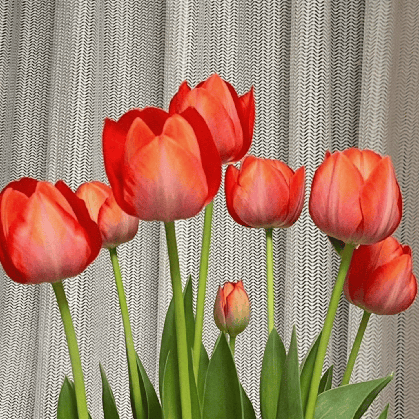 🌷Ritka tulipánmagok – Színes tavaszi virágok cserepekbe, szegélyekbe és kertekbe