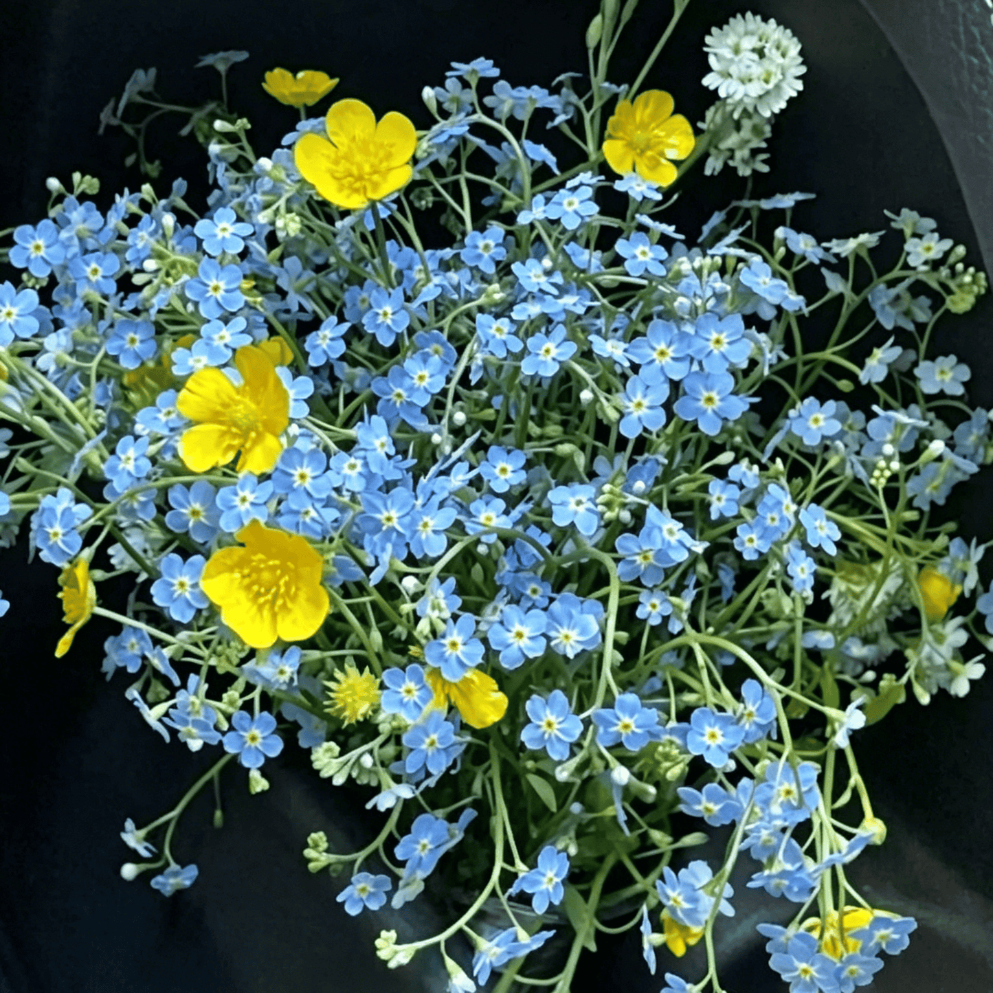 Blue Memory Nefelejcs magok – Minőségileg ellenőrzött Cottage Garden Blooms 🌿💙