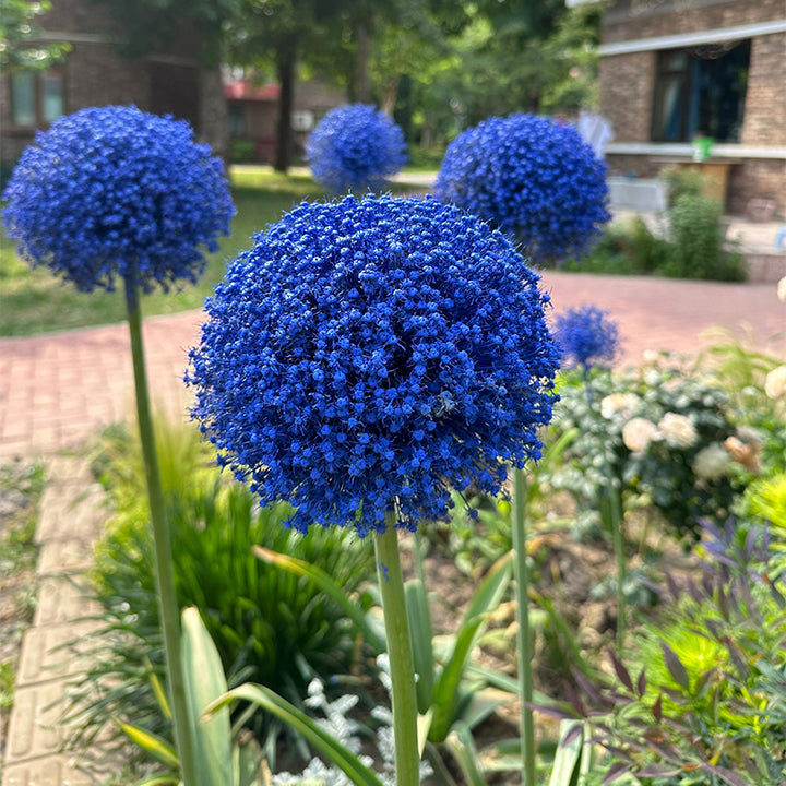 Allium Giganteum díszhagymavirág