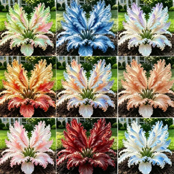 🌱Ritka hattyútollú hosta hagymák -🦢 Kecses lombozat, amely hattyúszárnyakként bontakozik ki