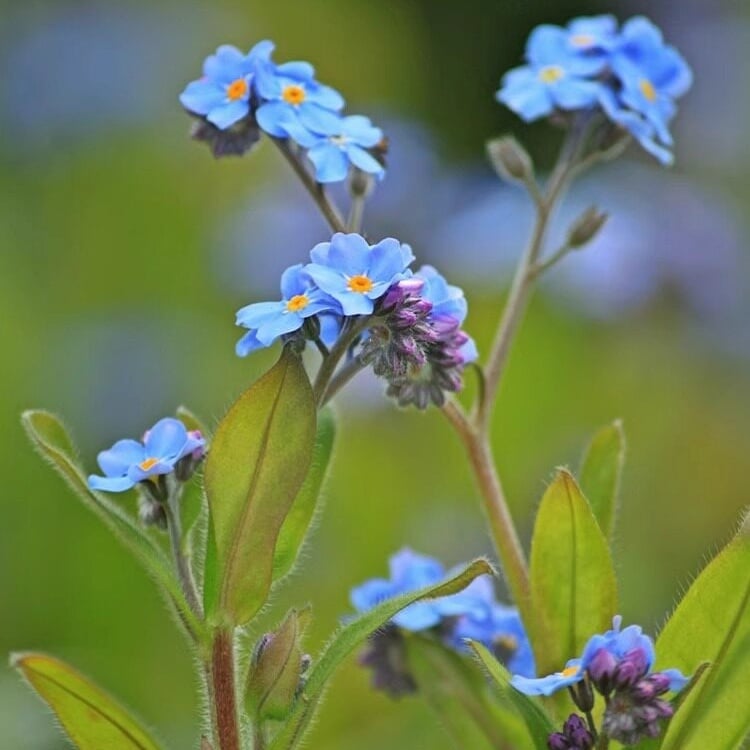 Blue Memory Nefelejcs magok – Minőségileg ellenőrzött Cottage Garden Blooms 🌿💙