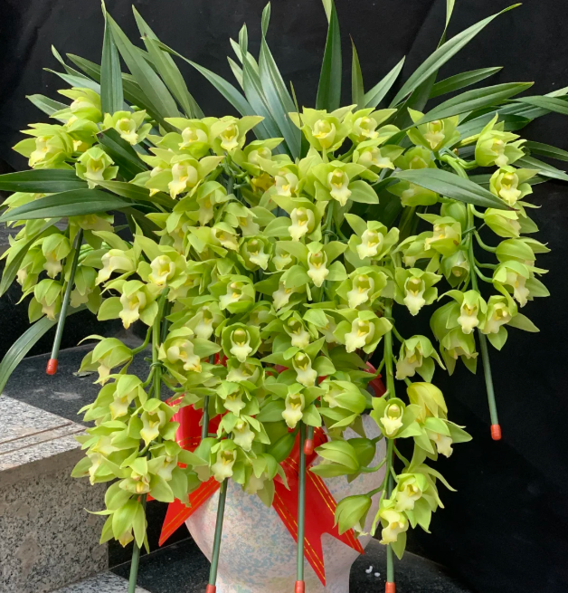 👑 Az orchideák királynője — Tartós Cymbidium hagymák