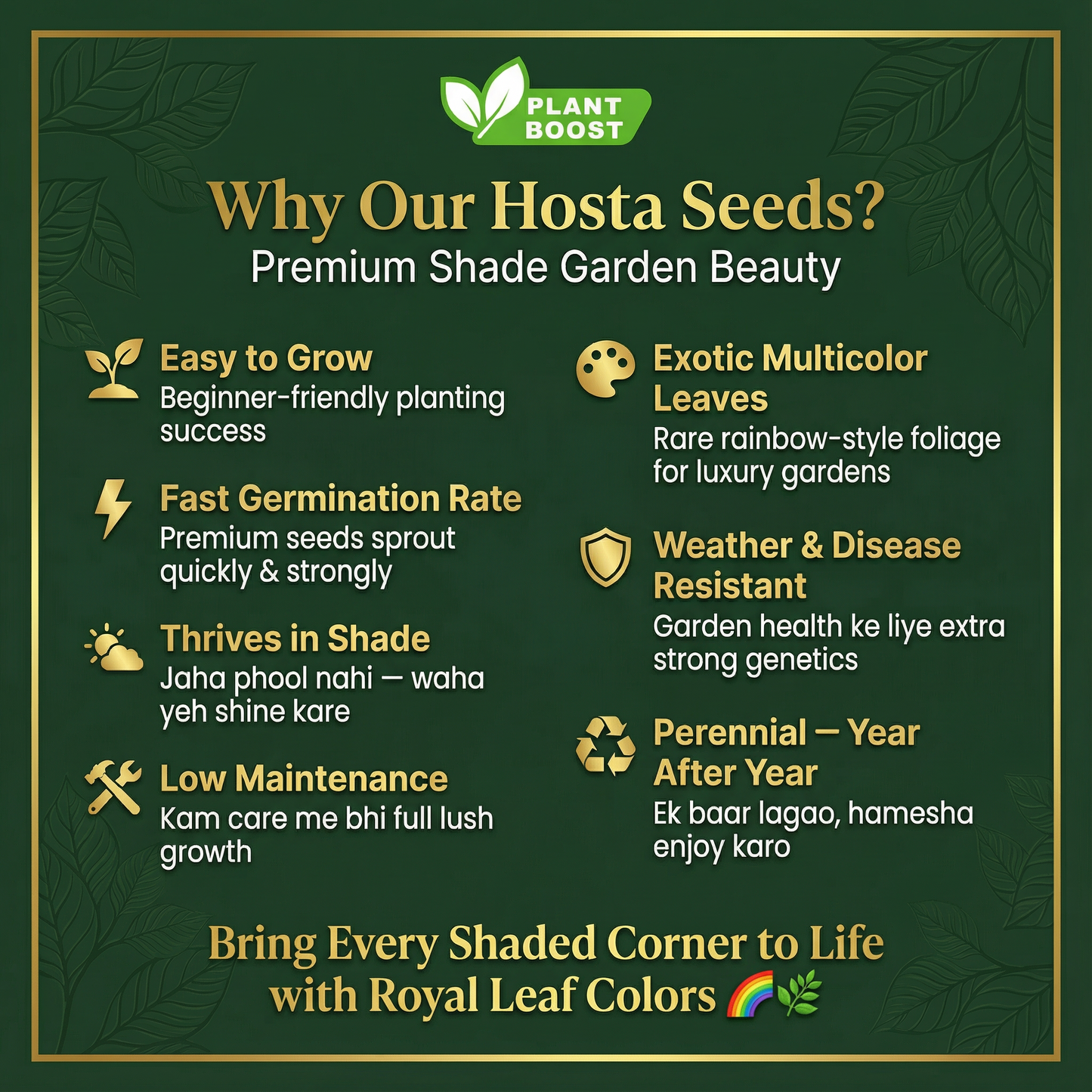 Nasiona hosty Royal Leaf