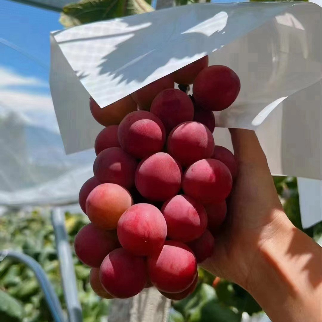 Limitált kiadású új fajta – Queen Nina szőlőmagok édes, lédús kerti termésért 🍇