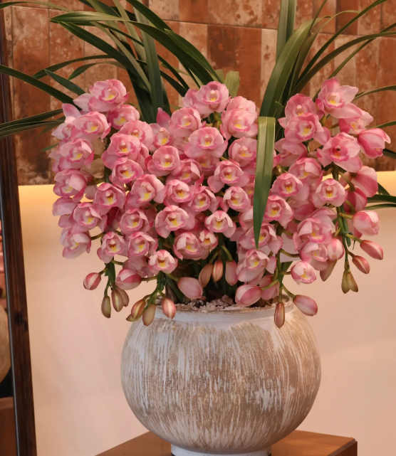 👑 Az orchideák királynője — Tartós Cymbidium hagymák