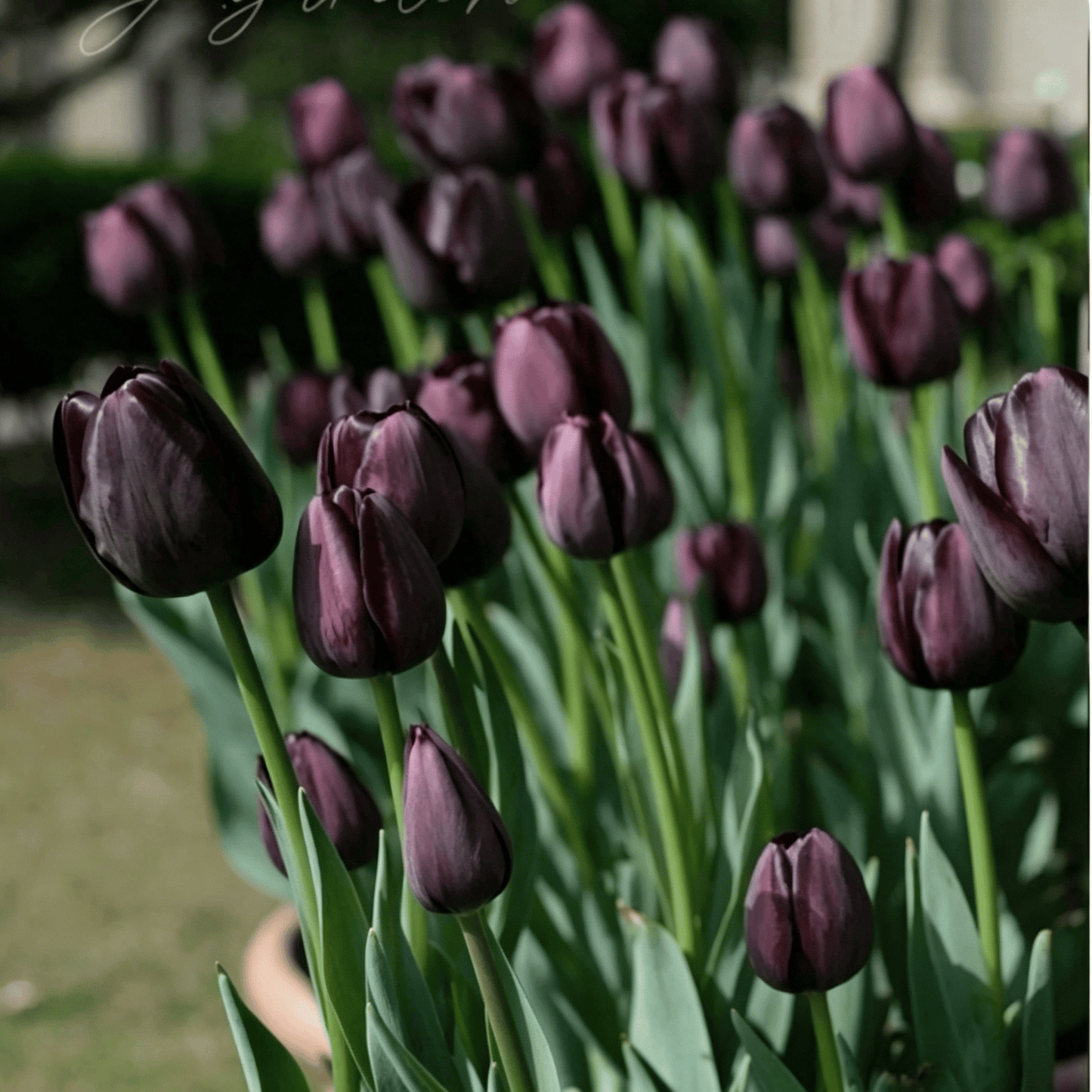 🌷Ritka tulipánmagok – Színes tavaszi virágok cserepekbe, szegélyekbe és kertekbe