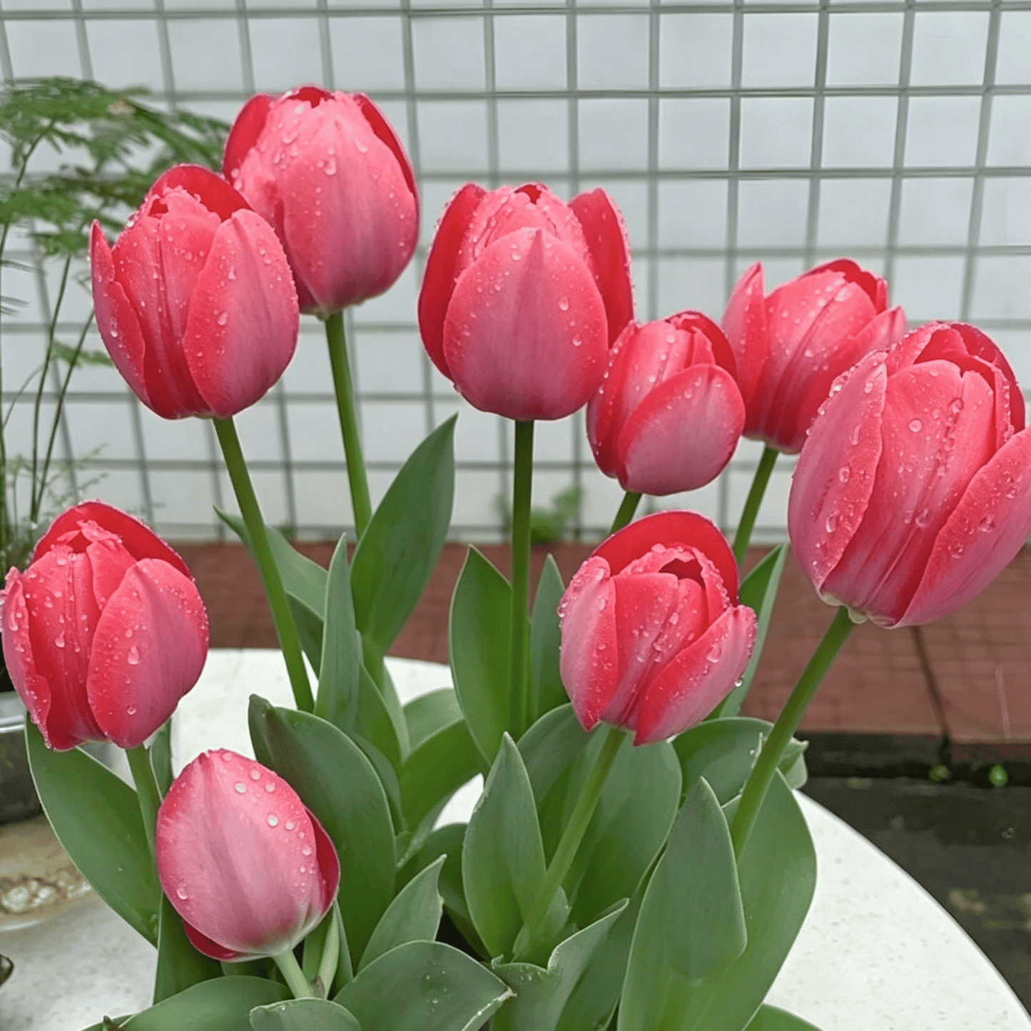 🌷Ritka tulipánmagok – Színes tavaszi virágok cserepekbe, szegélyekbe és kertekbe