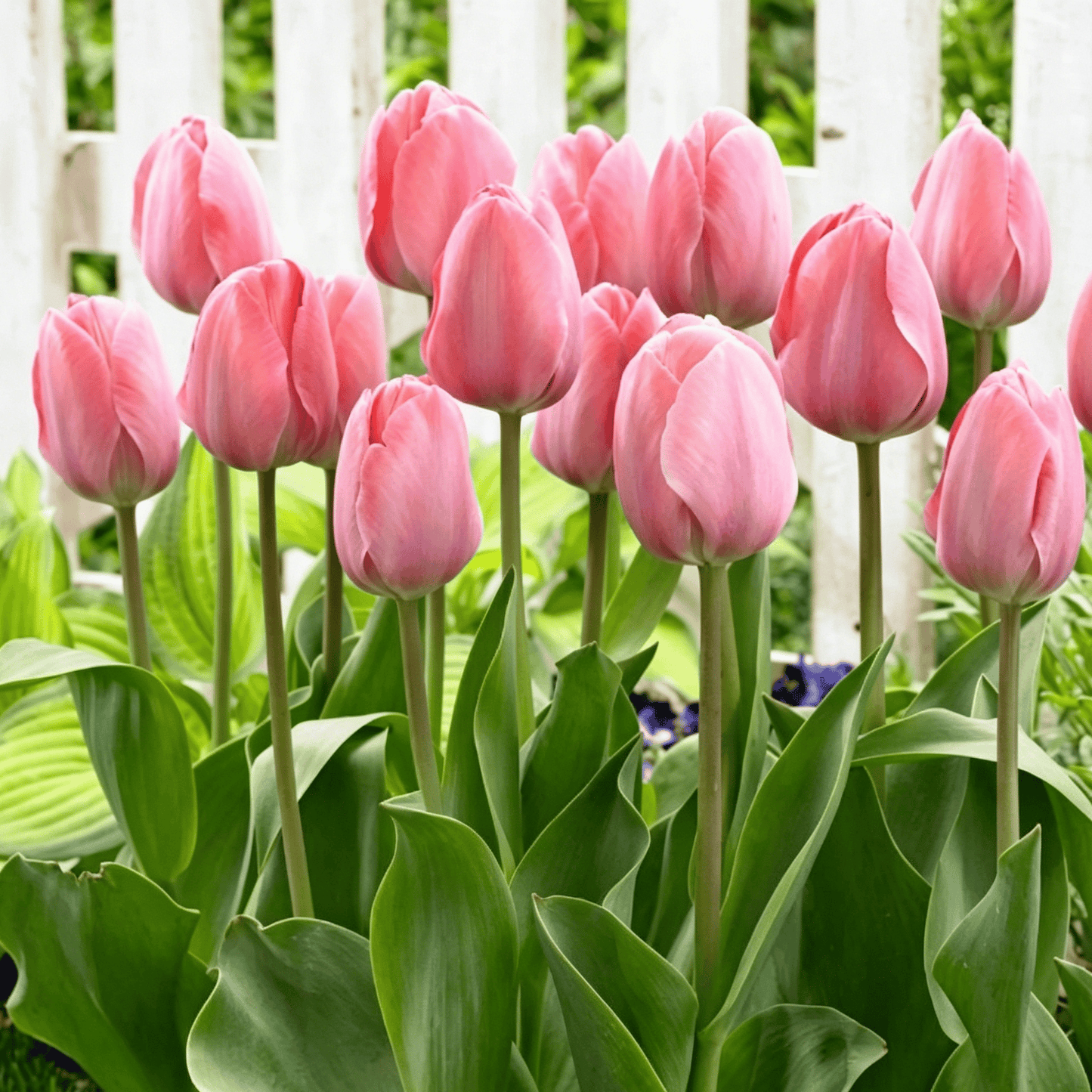 🌷Ritka tulipánmagok – Színes tavaszi virágok cserepekbe, szegélyekbe és kertekbe