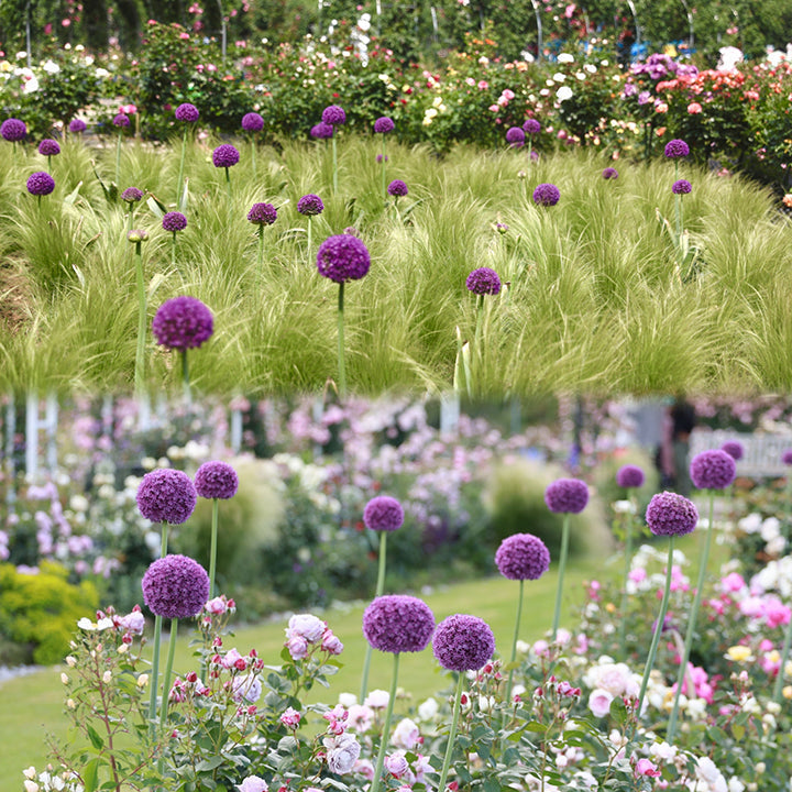 Allium Giganteum díszhagymavirág