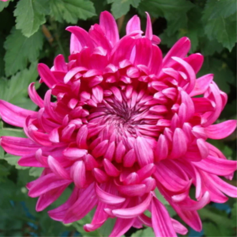 🌺Kwiat Elegancji🌼Gigantyczne Nasiona Chryzantemy
