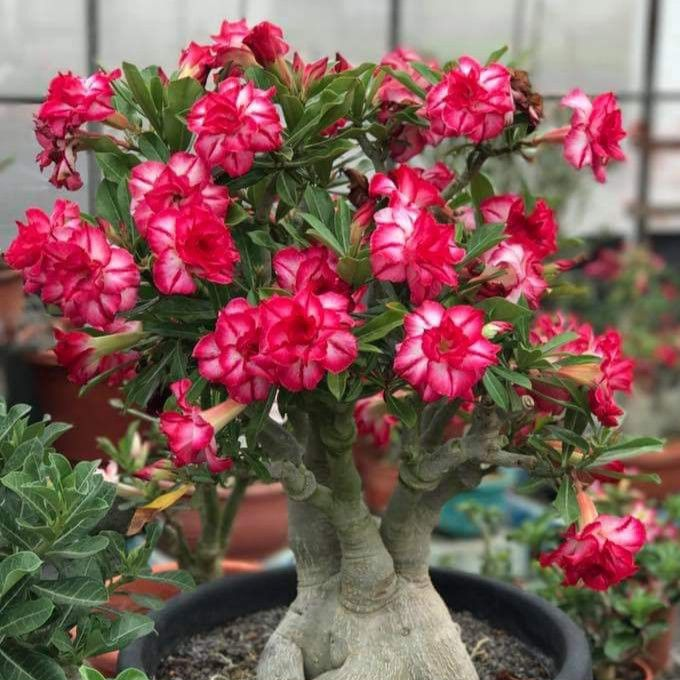 🎁Sivatagi rózsák hagymái🌵Nagyon könnyű gondozni! 🌸Adenium Obesum hagymák