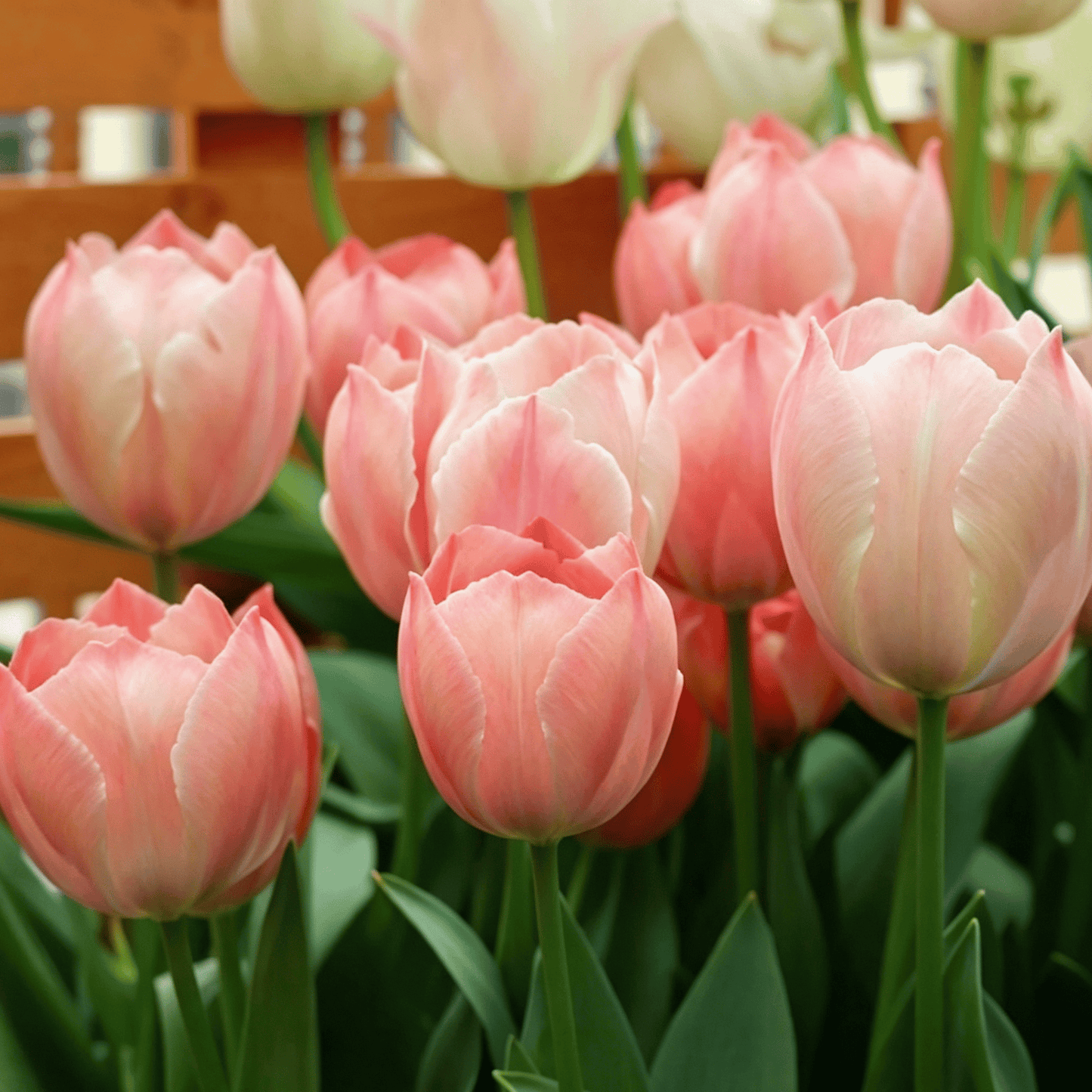 🌷Ritka tulipánmagok – Színes tavaszi virágok cserepekbe, szegélyekbe és kertekbe